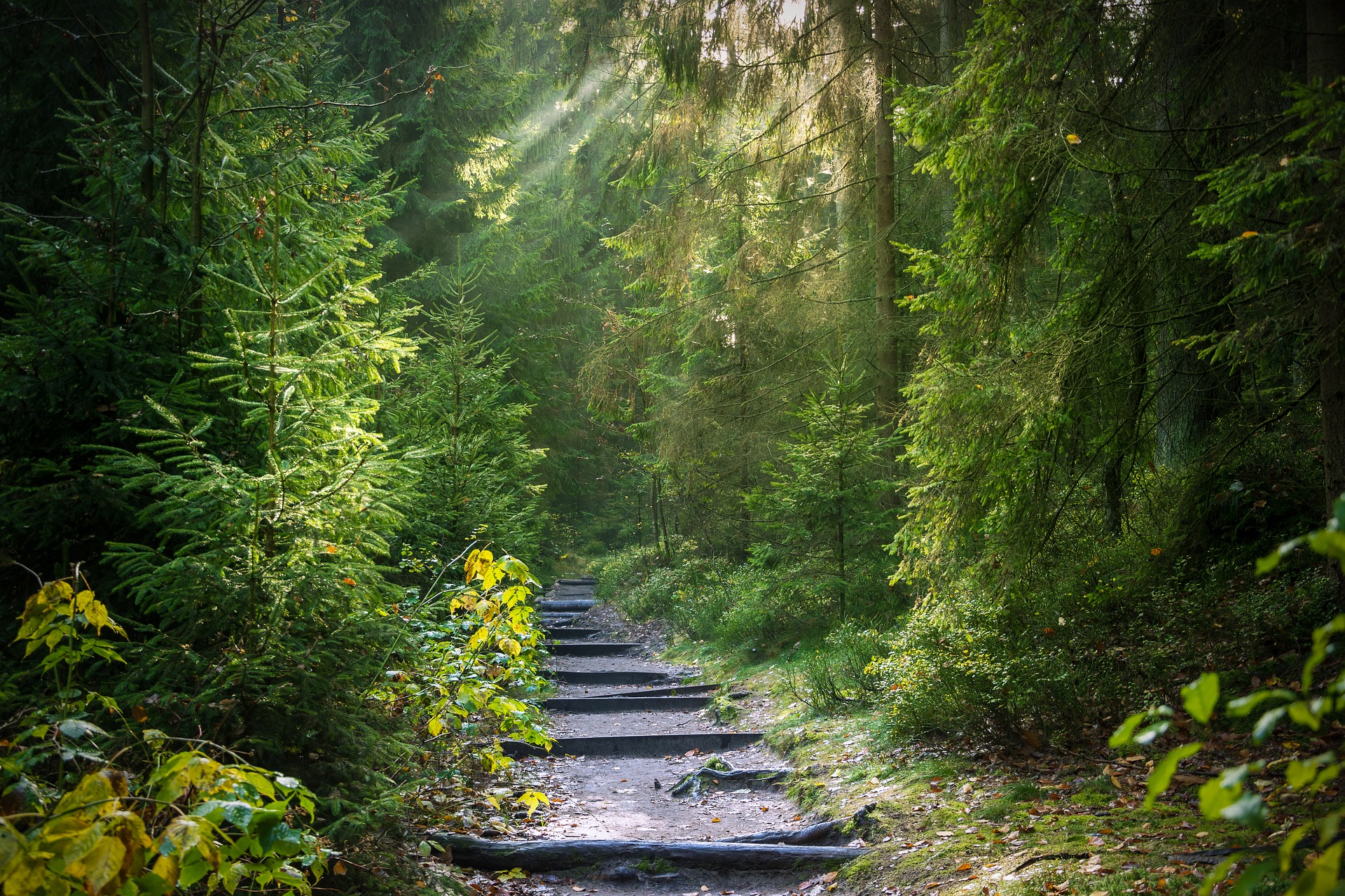 Forest in the light 5