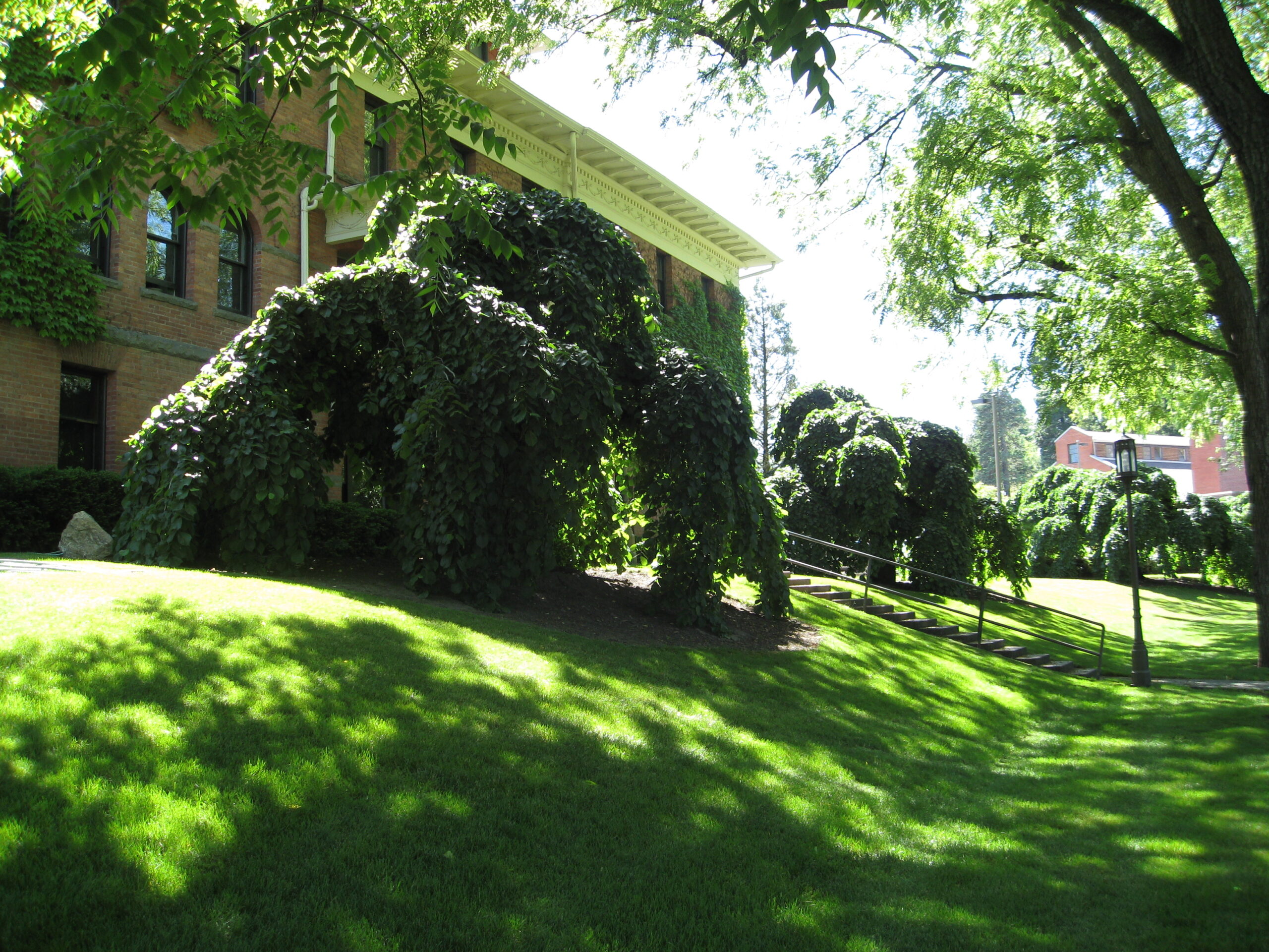 Camperdown-elm-U-of-I