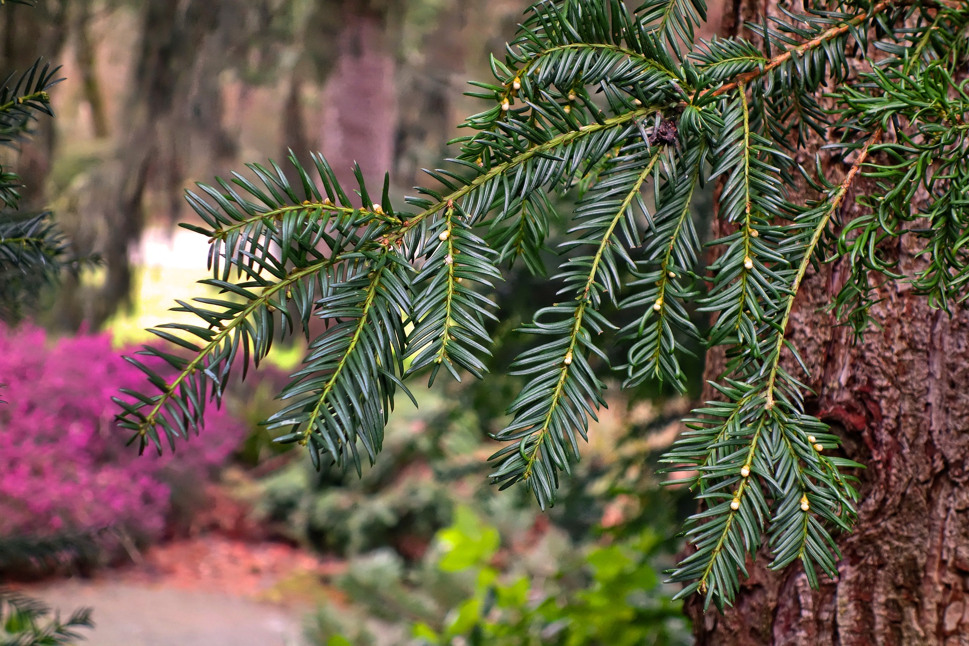 conifer-3235396_1920