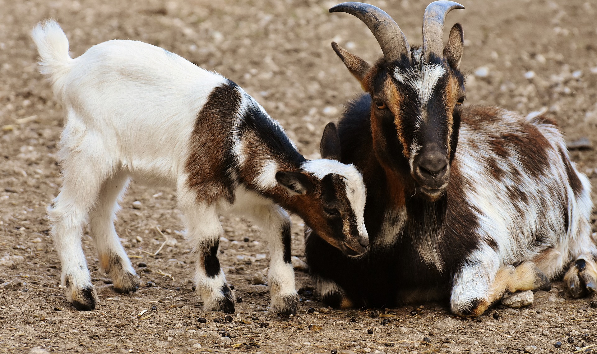 goats-3364434_1920